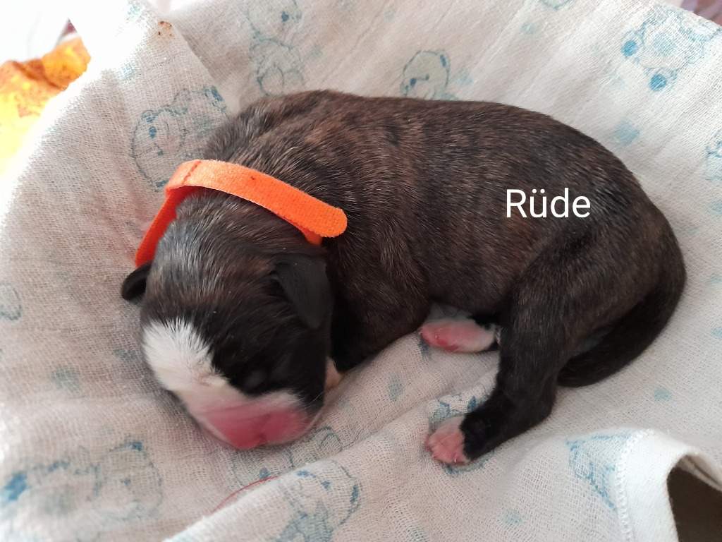 Boxerwelpen Boxerwelpen