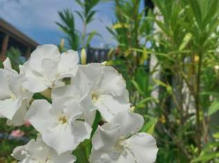 Oleander 