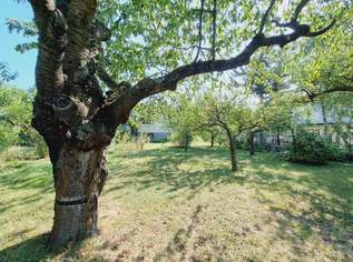 DB IMMOBILIEN | Gartenparadies für Naturliebhaber !!!, 620000 €, Immobilien-Häuser in 2380 Gemeinde Perchtoldsdorf DB IMMOBILIEN | Gartenparadies für Naturliebhaber !!!, 620000 €, Immobilien-Häuser in 2380 Gemeinde Perchtoldsdorf
