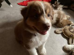 Welpen Australian sheppard Welpen Australian sheppard