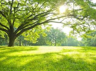 WIESEN- & WALDGRUNDSTÜCKE, 125000 €, Immobilien-Grund und Boden in 3202 Aigelsbach WIESEN- & WALDGRUNDSTÜCKE, 125000 €, Immobilien-Grund und Boden in 3202 Aigelsbach