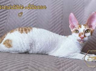 IRRESISTIBLE Cornish Rex mit Stammbaum, 1000 €, Marktplatz-Tiere & Tierbedarf in 3435 Gemeinde Zwentendorf an der Donau IRRESISTIBLE Cornish Rex mit Stammbaum, 1000 €, Marktplatz-Tiere & Tierbedarf in 3435 Gemeinde Zwentendorf an der Donau