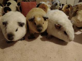 Wolly Cuy -Riesenmeerschweinchen, 150 €, Marktplatz-Tiere & Tierbedarf in 3350 Gemeinde Haag Wolly Cuy -Riesenmeerschweinchen, 150 €, Marktplatz-Tiere & Tierbedarf in 3350 Gemeinde Haag