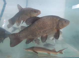 Schleie Olsdorfer Nachzucht Zuchtschleie Weiblich Männlich, 10 €, Marktplatz-Tiere & Tierbedarf in 3354 Wolfsbach