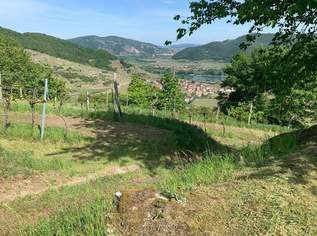 WEINGARTEN IN AUSSICHTSLAGE - WEINGARTEN, LANDWIRTSCHAFTLICHE FLÄCHEN - KEIN BAUGRUNDSTÜCK!, 42510 €, Immobilien-Grund und Boden in 3610 Weißenkirchen