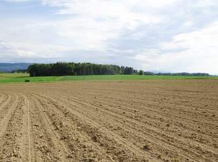 1,22 ha Wirtschaftsgrund mit guter Bonität, 0 €, Immobilien-Grund und Boden in 4431 Haidershofen