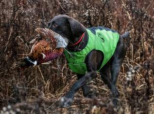 BROWNING PROTECT PRO MAX WESTEN – NEU AUF LAGER