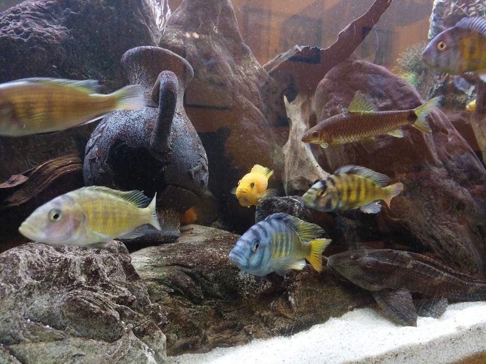 Aquarium 650l Aquarium 650l
