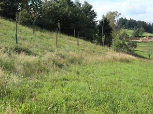 Baugrund in Siedlungslage, 60496 €, Immobilien-Grund und Boden in 4372 Sankt Georgen am Walde Baugrund in Siedlungslage, 60496 €, Immobilien-Grund und Boden in 4372 Sankt Georgen am Walde