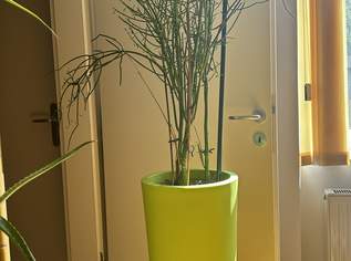 Euphorbia tirucalli aus - im Deutschen oft Bleistiftstrauch oder Bleistiftbaum genannt. Euphorbia tirucalli aus - im Deutschen oft Bleistiftstrauch oder Bleistiftbaum genannt.
