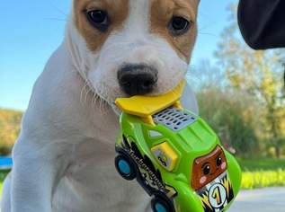 American Staffordshire Terrier Welpen, 1600 €, Marktplatz-Tiere & Tierbedarf in 2122 Riedenthal American Staffordshire Terrier Welpen, 1600 €, Marktplatz-Tiere & Tierbedarf in 2122 Riedenthal