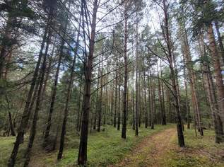 Wald zu verkaufen – 2 gepflegte Parzellen à ca. 4 ha (insgesamt ca. 8,3 ha) im südlichen Waldviertel, 110000 €, Immobilien-Gewerbeobjekte in 3650 Gemeinde Pöggstall