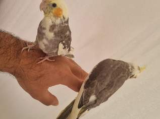 2 Handzahm Nymphensittich mit Käfig, 260 €, Marktplatz-Tiere & Tierbedarf in 1220 Donaustadt 2 Handzahm Nymphensittich mit Käfig, 260 €, Marktplatz-Tiere & Tierbedarf in 1220 Donaustadt