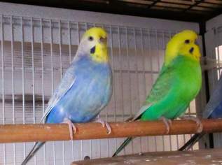 Rainbow Wellis  handzahme Zuchtpaar 