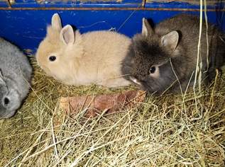 Junge Zwerghasen Junge Zwerghasen