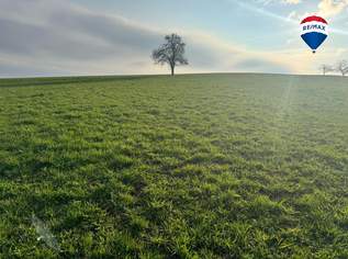 Biologisch bewirtschaftete Ackerfläche nahe Waizenkirchen/Stroheim, 179000 €, Immobilien-Grund und Boden in 4074 Stroheim Biologisch bewirtschaftete Ackerfläche nahe Waizenkirchen/Stroheim, 179000 €, Immobilien-Grund und Boden in 4074 Stroheim