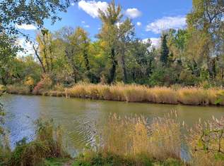 IDYLLISCHE LAGE NAHE "SCHILLERWASSER" BZW. "MÜHLWASSER", 1198 €, Immobilien-Wohnungen in 1220 Donaustadt