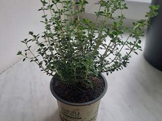 Thymian-, Rosmarin- und Salbeipflanzen für den Hausanbau