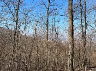 gepflegter Wald in Wallendorf im Burgenland