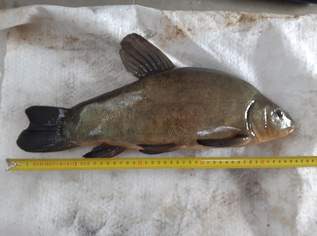 Schleie Olsdorfer Nachzucht Zuchtschleie Weiblich Männlich