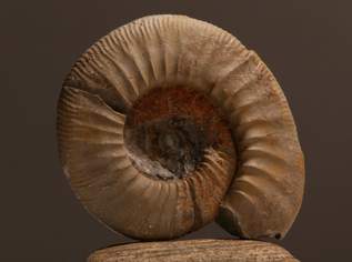 Fossilien, Versteinerung Ammonit (A)