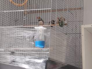 Vögel , 10 €, Marktplatz-Tiere & Tierbedarf in 1200 Brigittenau