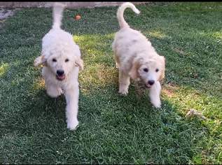 Goldendoodle Welpen Goldendoodle Welpen
