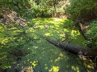 Garten mit Teich in Fürstenfeld zu vermieten Garten mit Teich in Fürstenfeld zu vermieten