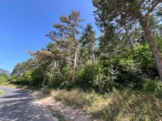 Waldparzelle in Unterhöflein, 52800 €, Immobilien-Grund und Boden in 2732 Unterhöflein