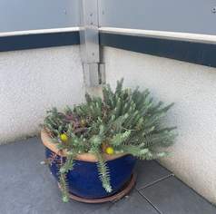 Blumentopf mit Pflanze Blumentopf mit Pflanze