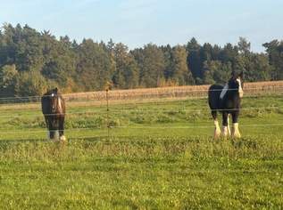 Pferde-Offenstall Einstellplätze in 4511 Allhaming, 200 €, Marktplatz-Tiere & Tierbedarf in 4511 Allhaming Pferde-Offenstall Einstellplätze in 4511 Allhaming, 200 €, Marktplatz-Tiere & Tierbedarf in 4511 Allhaming