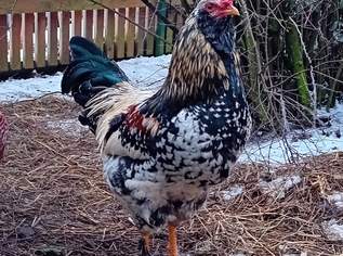 Appenzeller Barthahn sucht Job, 0 €, Marktplatz-Tiere & Tierbedarf in 3874 Litschau Appenzeller Barthahn sucht Job, 0 €, Marktplatz-Tiere & Tierbedarf in 3874 Litschau