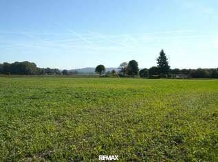 Schönes ebenes Ackergrundstück, 545000 €, Immobilien-Grund und Boden in 4102 Goldwörth Schönes ebenes Ackergrundstück, 545000 €, Immobilien-Grund und Boden in 4102 Goldwörth