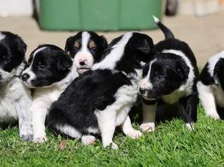 BORDER COLLIE WELPEN BORDER COLLIE WELPEN