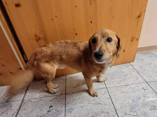 Kleiner Charmeur mit Handicap sucht ein Zuhause Kleiner Charmeur mit Handicap sucht ein Zuhause