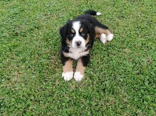 Bernersennenhundewelpen Bernersennenhundewelpen