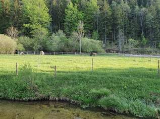 Einstellplatz für Pony oder Kleinpferd Einstellplatz für Pony oder Kleinpferd