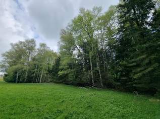 Landwirtschaftliches Grünland mit Waldfläche, 395000 €, Immobilien-Grund und Boden in 5162 Obertrum am See