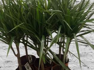 DRACHENBAUM (Dracaena marginata), 9.9 €, Haus, Bau, Garten-Balkon & Garten in 8020 Graz