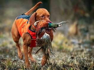 BROWNING PROTECT PRO MAX WESTEN – NEU AUF LAGER, 150 €, Marktplatz-Tiere & Tierbedarf in Deutschland