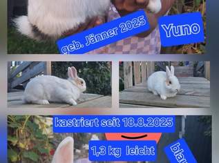 Yuno(geb. Jän. 2025) ist mein Name und ich suche meinen Lebensplatz!, 120 €, Marktplatz-Tiere & Tierbedarf in 2320 Schwechat Yuno(geb. Jän. 2025) ist mein Name und ich suche meinen Lebensplatz!, 120 €, Marktplatz-Tiere & Tierbedarf in 2320 Schwechat