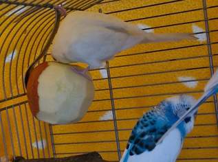 Wellensittich , 30 €, Marktplatz-Tiere & Tierbedarf in 1100 Favoriten