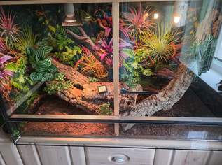 Terrarium , 120 €, Marktplatz-Tiere & Tierbedarf in 3100 St. Pölten Terrarium , 120 €, Marktplatz-Tiere & Tierbedarf in 3100 St. Pölten