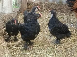 Marans Küken, 15 €, Marktplatz-Tiere & Tierbedarf in 3350 Gemeinde Haag Marans Küken, 15 €, Marktplatz-Tiere & Tierbedarf in 3350 Gemeinde Haag
