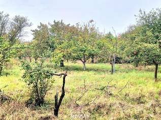 BAUGRUND in den Golser Weinbergen, 235000 €, Immobilien-Grund und Boden in 7122 Gols