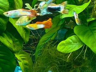 Guppy und Endlerjungfische abzugeben Guppy und Endlerjungfische abzugeben