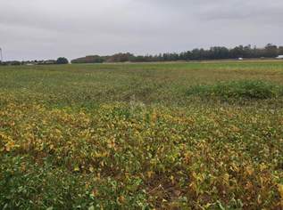 TOP-AGRARINVESTMENT: ERSTE-KLASSE ACKERFLÄCHE IN TIEFER LAGE IM MARCHFELD, 0 €, Immobilien-Grund und Boden in 2232 Deutsch-Wagram TOP-AGRARINVESTMENT: ERSTE-KLASSE ACKERFLÄCHE IN TIEFER LAGE IM MARCHFELD, 0 €, Immobilien-Grund und Boden in 2232 Deutsch-Wagram