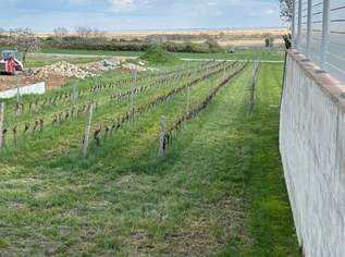 Exklusives Baugrundstück in Purbach: Traumlage mit Blick auf den Neusiedler See, 390000 €, Immobilien-Grund und Boden in 7083 Purbach am Neusiedler See