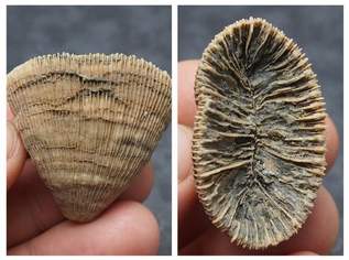 Fossilien / Korallen