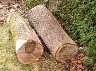 2 Walnussbaumstämme, 120 €, Haus, Bau, Garten-Balkon & Garten in 2754 Gemeinde Waldegg
